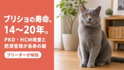 【2026年版】ブリティッシュショートヘアの寿命は?平均14〜20年を目指すための健康管理完全ガイド