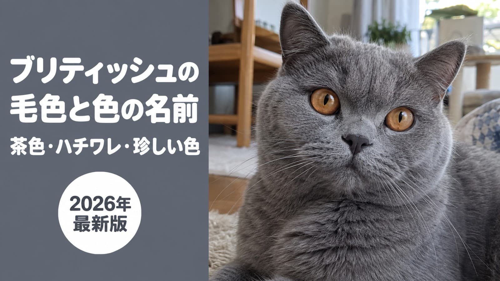 【2026】ブリティッシュショートヘアの毛色一覧|茶色・ハチワレ