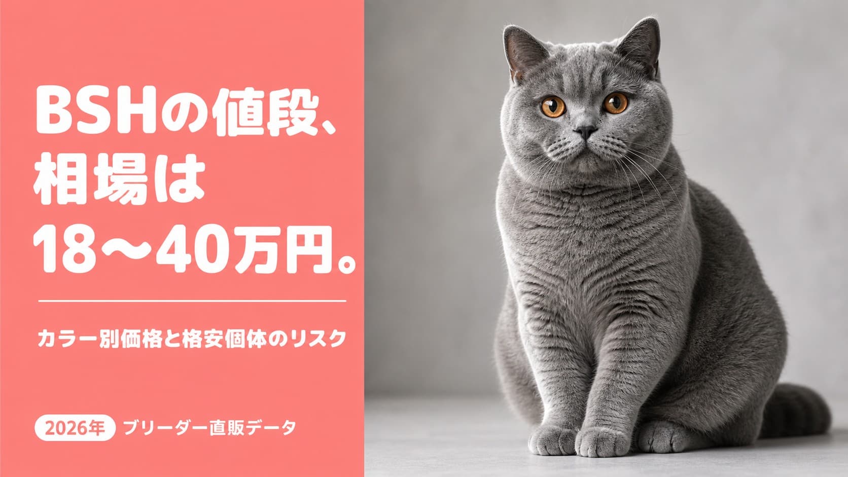 ブリティッシュショートヘアの値段相場【2026年版】18〜40万円・カラー別価格表をブリーダーが公開