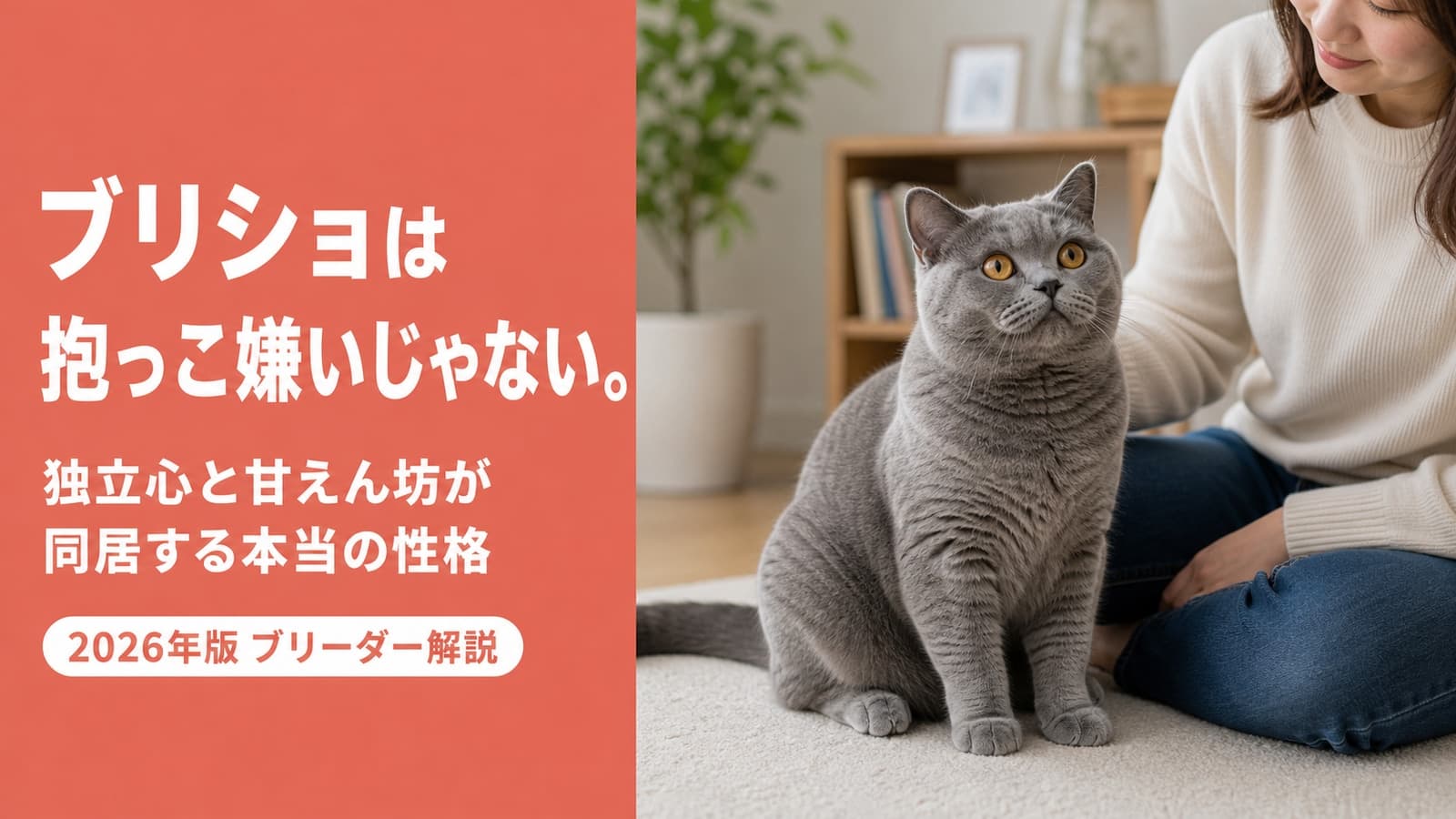 【2026年版】ブリティッシュショートヘアの性格は?抱っこ嫌い・鳴き声・飼い方をブリーダーが解説
