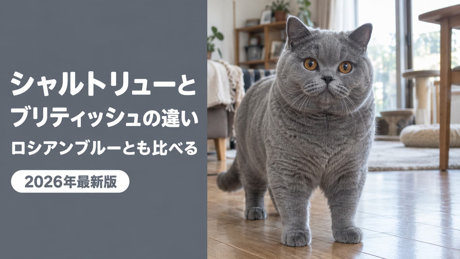 【2026】シャルトリューとブリティッシュの違い|ロシアンブルー