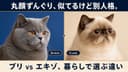 【2026年版】ブリティッシュショートヘアとエキゾチックショートヘアの違い|丸顔ずんぐり猫を比較