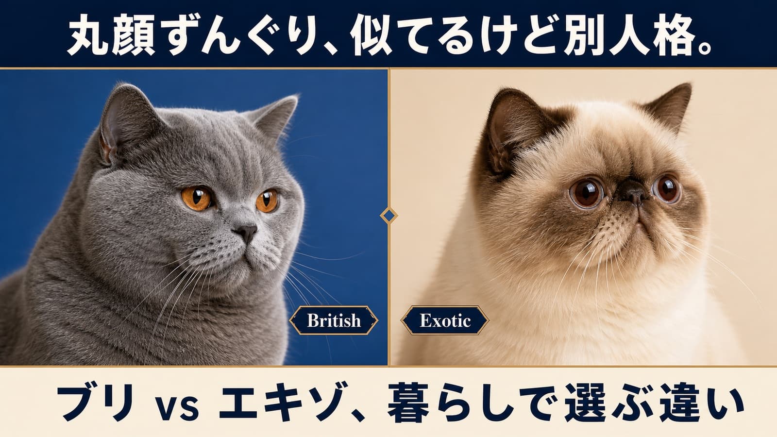 【2026年版】ブリティッシュショートヘアとエキゾチックショートヘアの違い|丸顔ずんぐり猫を比較