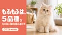 【2026年版】毛の長い猫の種類と生まれる理由|長毛5品種の違いをブリーダーが解説
