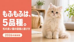 【2026年版】毛の長い猫の種類と生まれる理由|長毛5品種の違いをブリーダーが解説