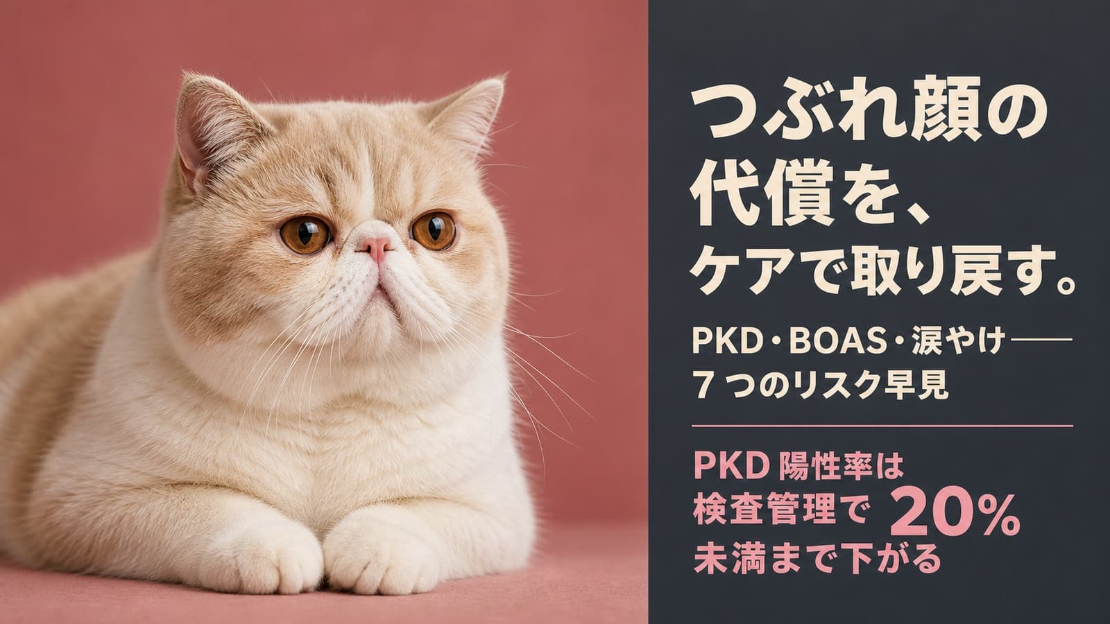 【2026年版】エキゾチックショートヘアのかかりやすい病気7選|症状・受診タイミング・日常ケアをブリーダーが解説