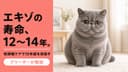 【2026年版】エキゾチックショートヘアの寿命は何年?かかりやすい病気と長生きの秘訣をブリーダーが解説