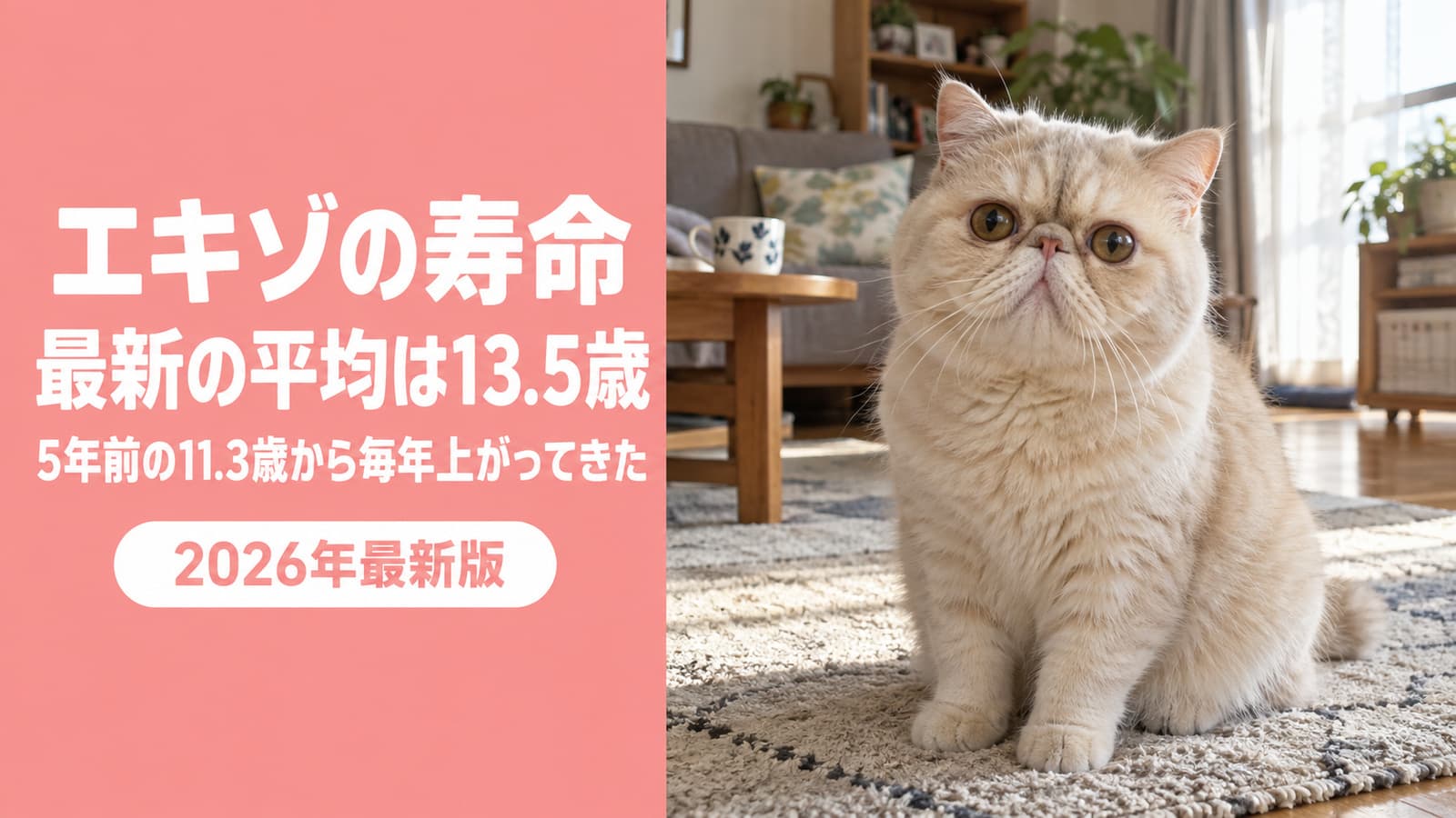 エキゾチックショートヘアの寿命|最新平均13.5歳【2026】