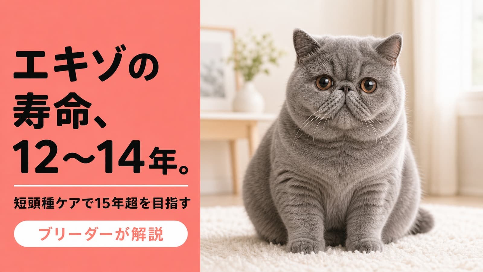 【2026年版】エキゾチックショートヘアの寿命は何年?かかりやすい病気と長生きの秘訣をブリーダーが解説