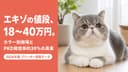 【2026年版】エキゾチックショートヘアの値段はなぜ高い?価格差の正体・カラー相場・腎臓の遺伝病リスクをブリーダーが解説