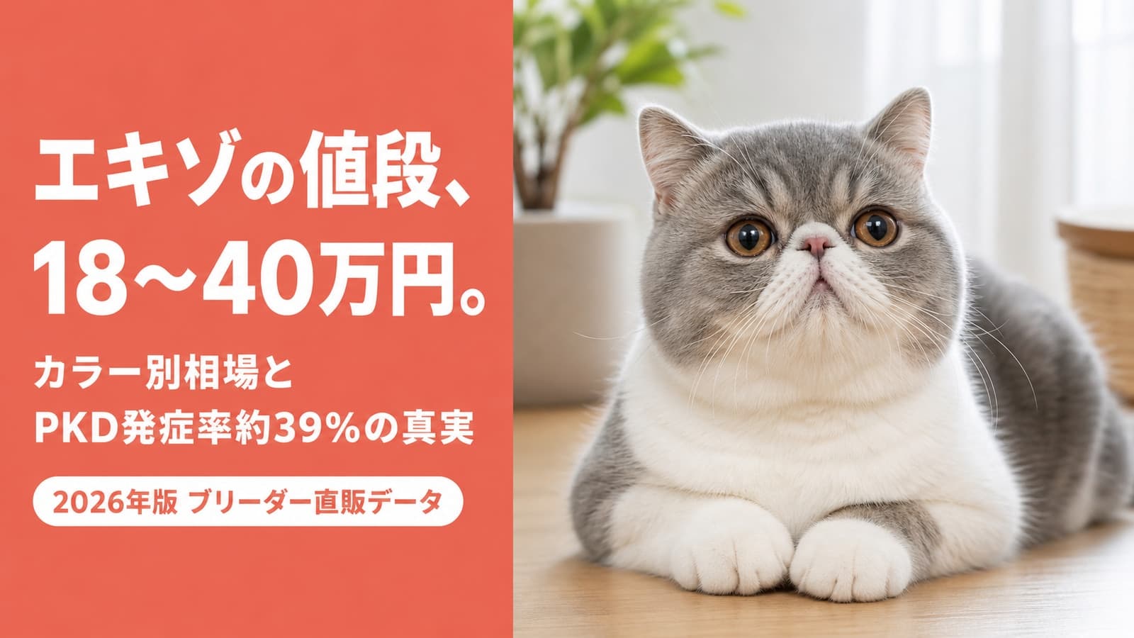 【2026年版】エキゾチックショートヘアの値段はなぜ高い?価格差の正体・カラー相場・腎臓の遺伝病リスクをブリーダーが解説