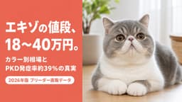 【2026年版】エキゾチックショートヘアの値段はなぜ高い?価格差の正体・カラー相場・腎臓の遺伝病リスクをブリーダーが解説