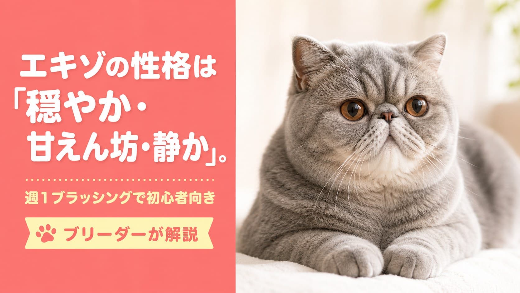 【2026年版】エキゾチックショートヘアの性格|穏やか・甘えん坊・週1ブラッシングで初心者向きな理由