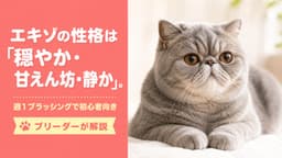 【2026年版】エキゾチックショートヘアの性格|穏やか・甘えん坊・週1ブラッシングで初心者向きな理由