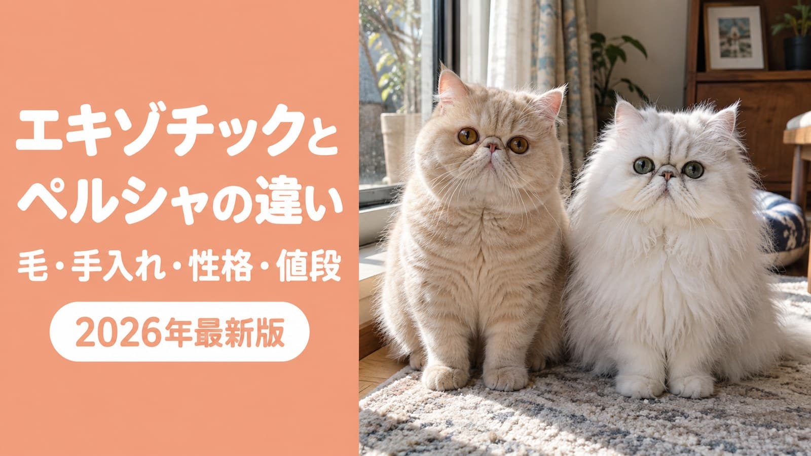 【2026】エキゾチックとペルシャの違い|毛・手入れ・性格・値段