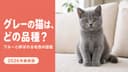 【2026年版】グレーの猫の種類|「ブルー」と呼ぶ理由をブリーダーが解説