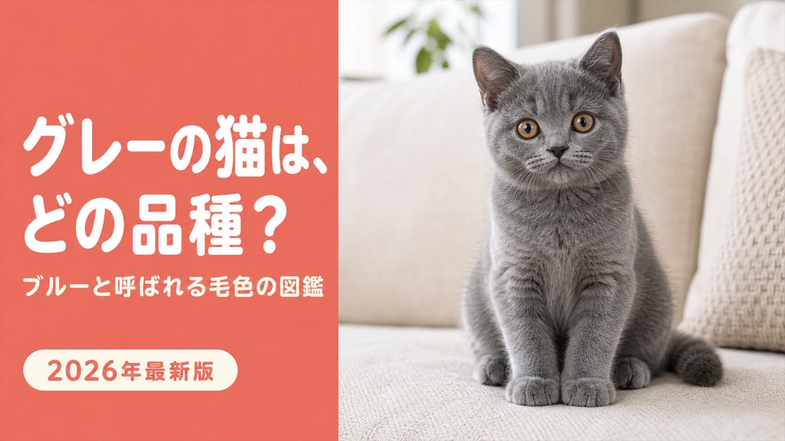 グレーの猫の種類|「ブルー」と呼ぶ理由と4品種の違い【2026】