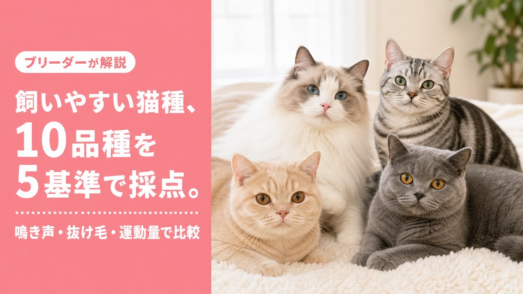 【2026年版】飼いやすい猫の種類ランキング|ブリーダーが10品種を5基準で採点