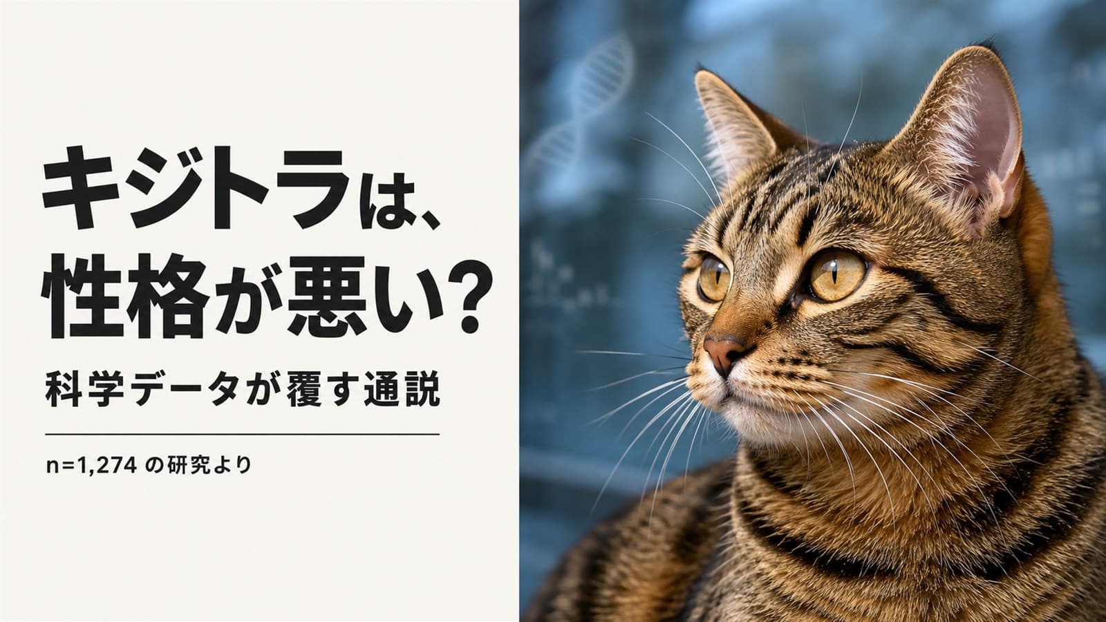 キジトラの性格は「ツンデレ」が正解|オス・メスの違いと慣れるまでの期間をブリーダーが解説【2026年版】