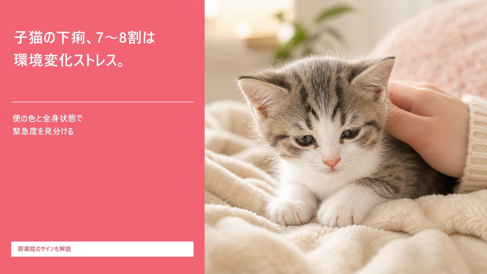 【2026年版】子猫の下痢、お迎え直後に多い原因と緊急度の見分け方|ブリーダーが解説