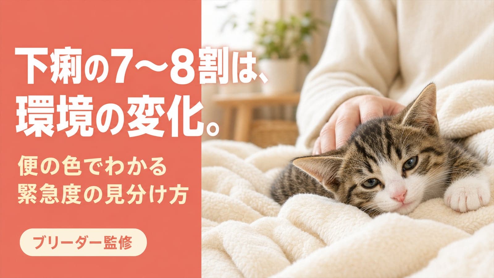 【2026年版】子猫の下痢、お迎え直後に多い原因と緊急度の見分け方|ブリーダーが解説
