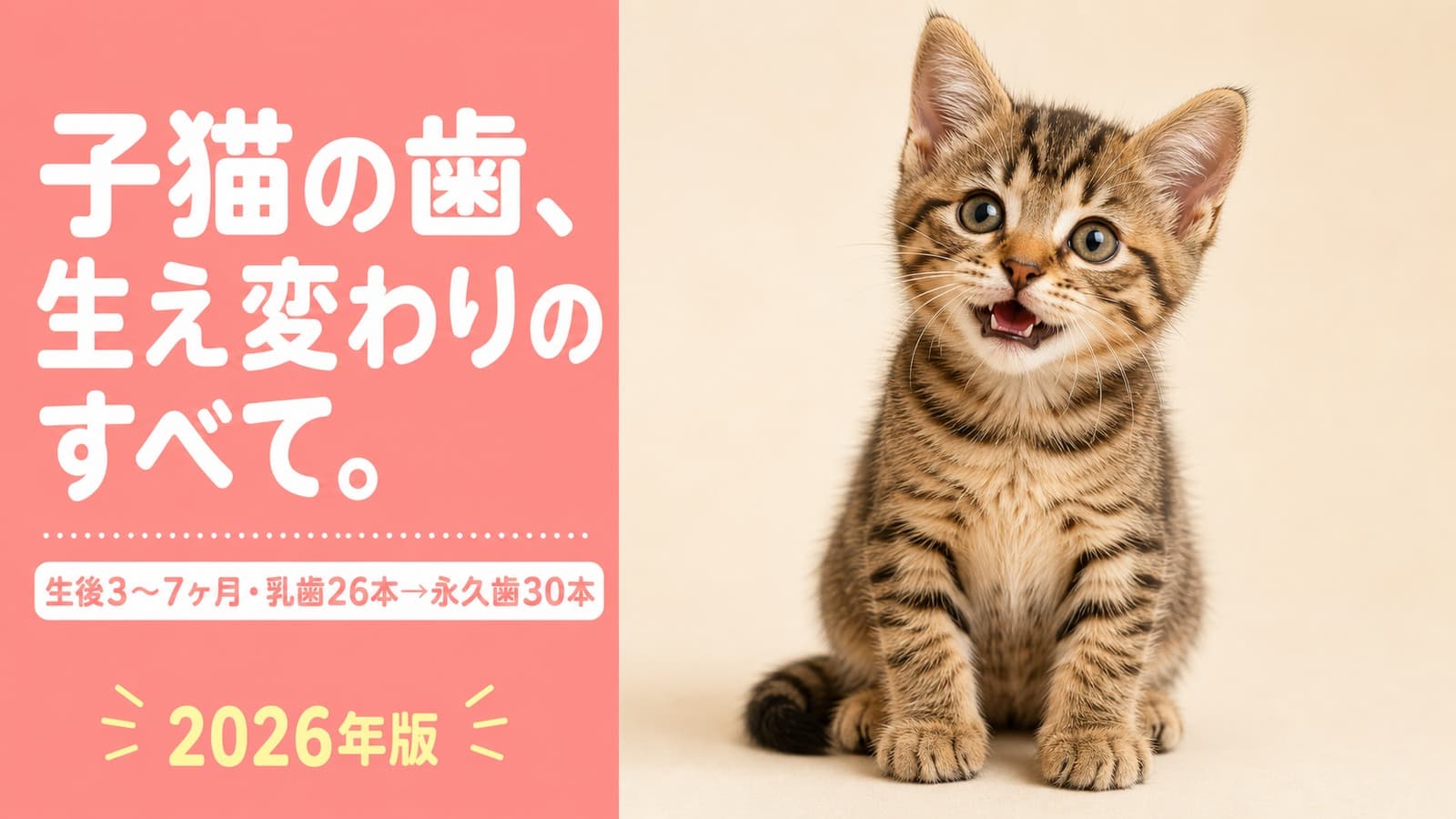 【2026年版】子猫の歯の生え変わり完全ガイド|時期・サイン・乳歯遺残の受診目安まで