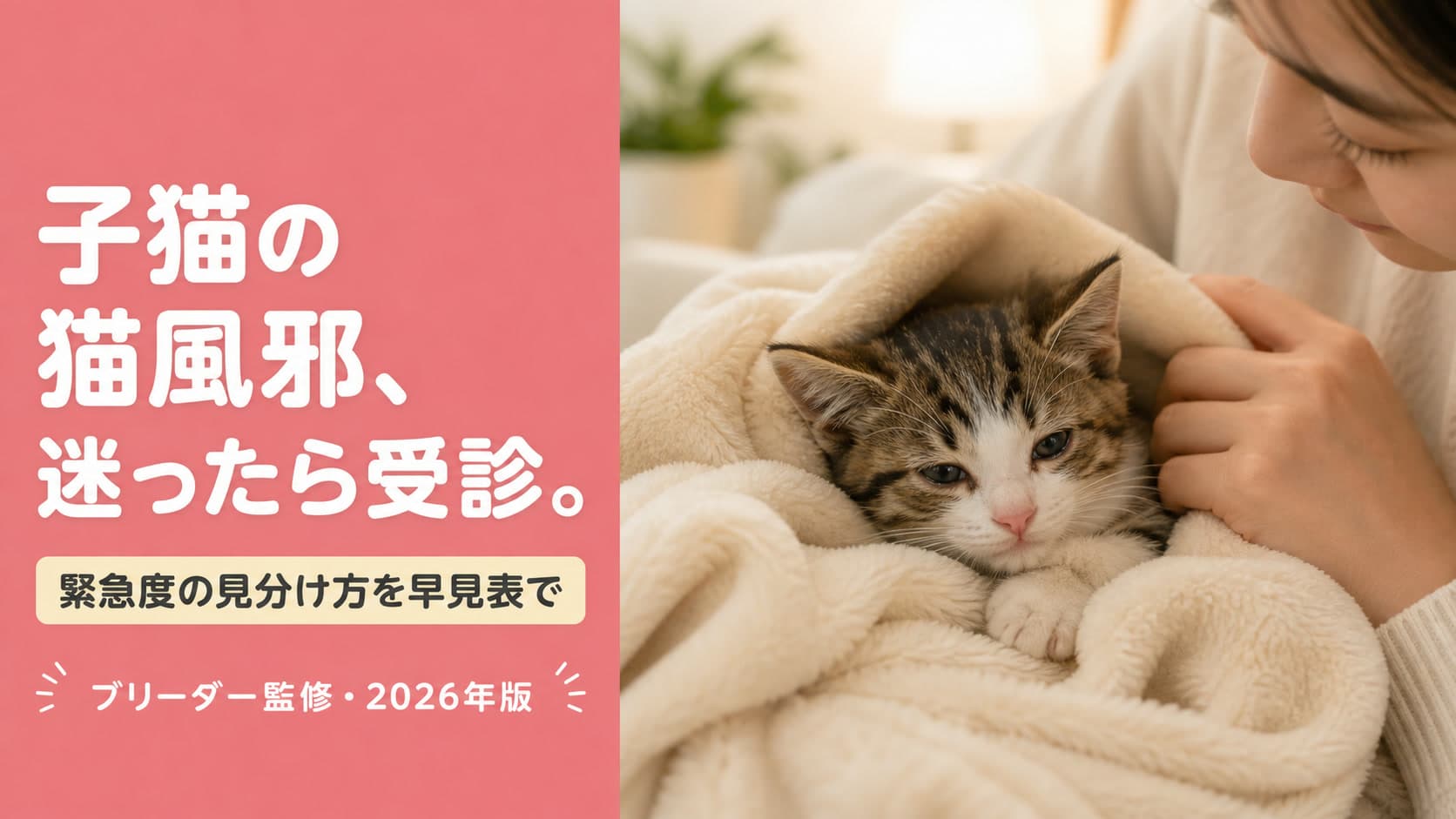 【2026年版】子猫の猫風邪の原因と治る期間|症状・受診タイミングをブリーダーが解説