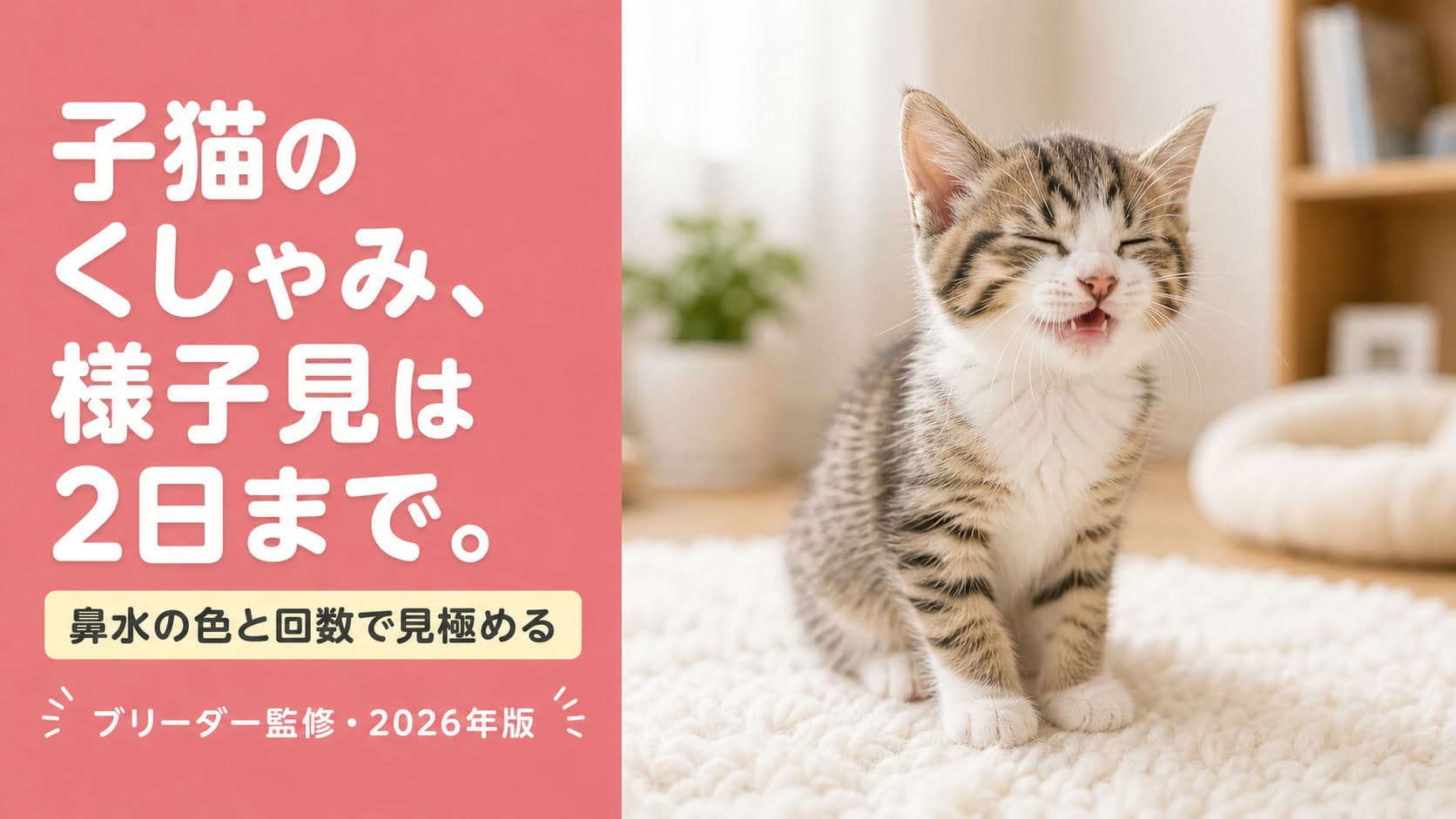【2026年版】子猫のくしゃみが止まらない?原因・受診の目安・家でできるケア