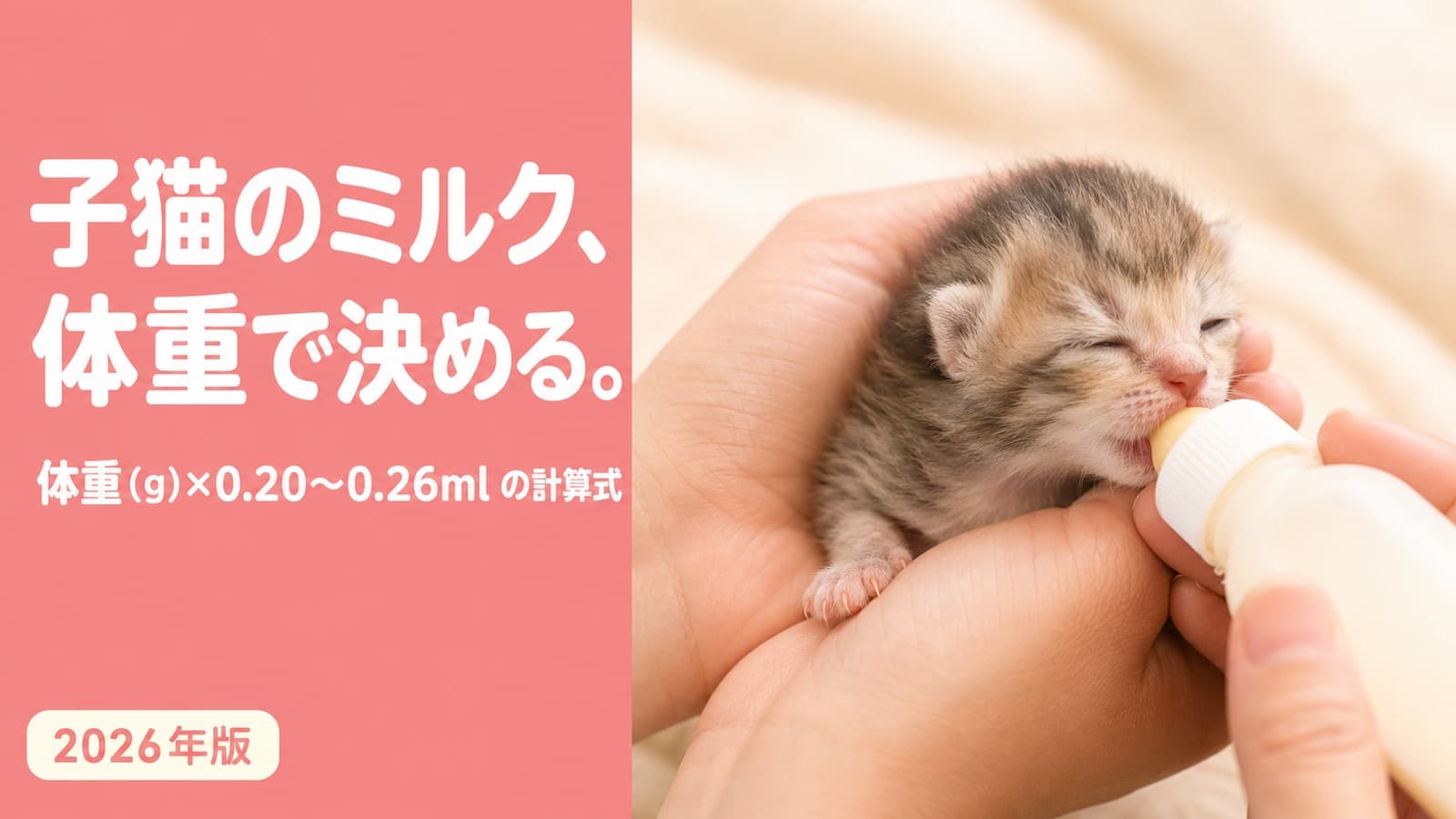 子猫のミルクはいつまで?体重別の授乳量と卒乳の見極め【2026】