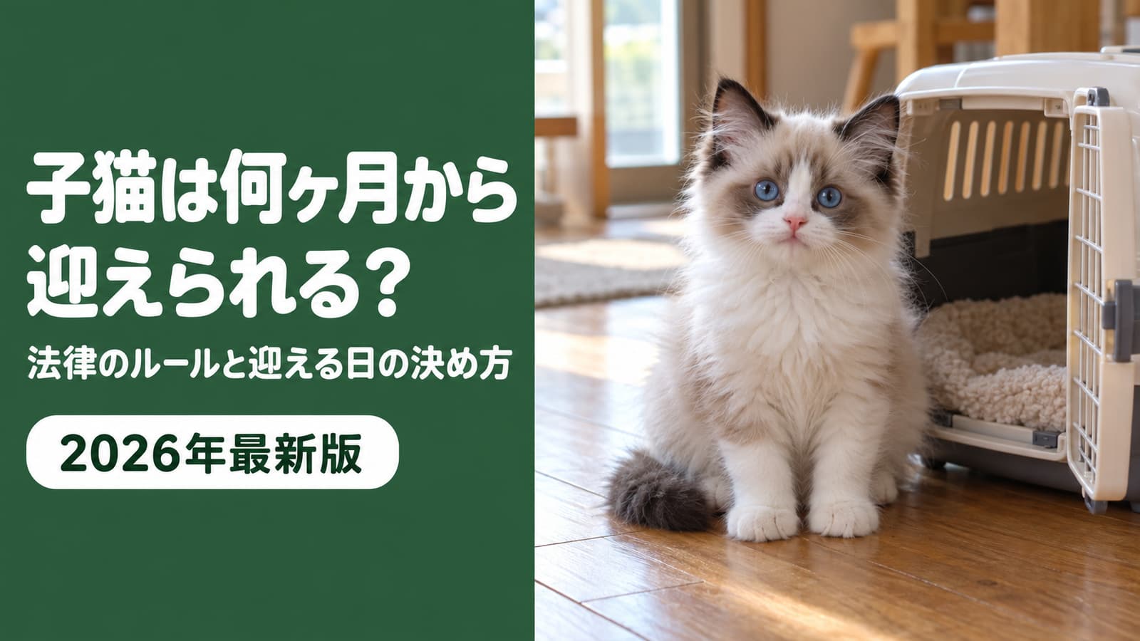 子猫は生後何ヶ月から迎えられる?56日(8週)の決まり【2026】
