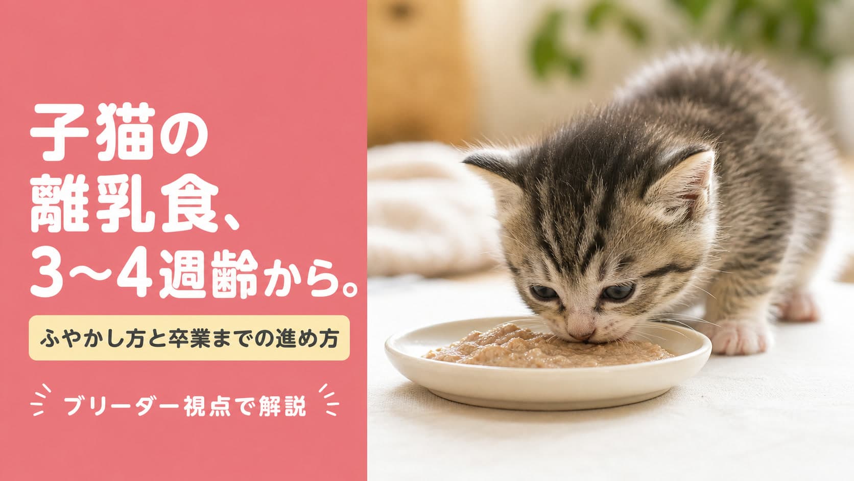 子猫の離乳食|始める時期・ふやかし方・食べない時の対処【2026】
