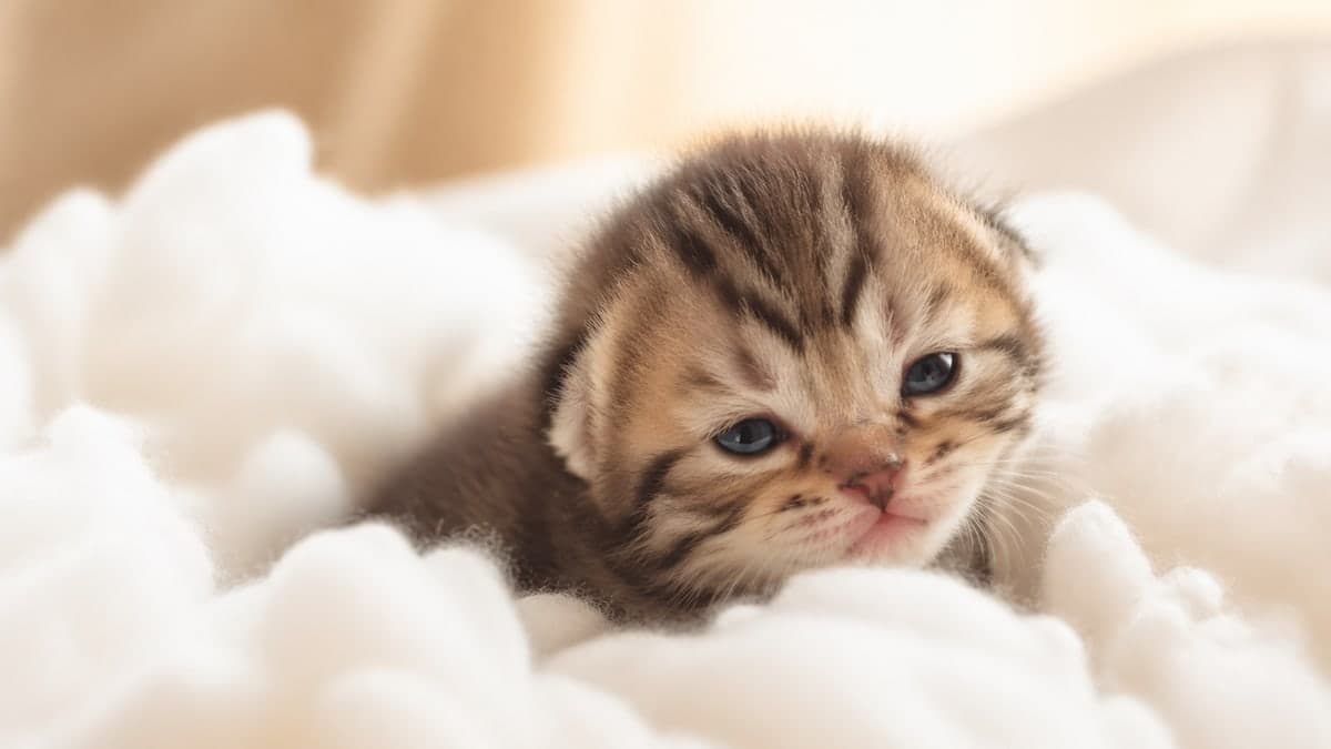 【2026年版】生後1ヶ月の子猫の育て方|体重300〜500g・離乳食の始め方・お迎え時期をブリーダーが解説