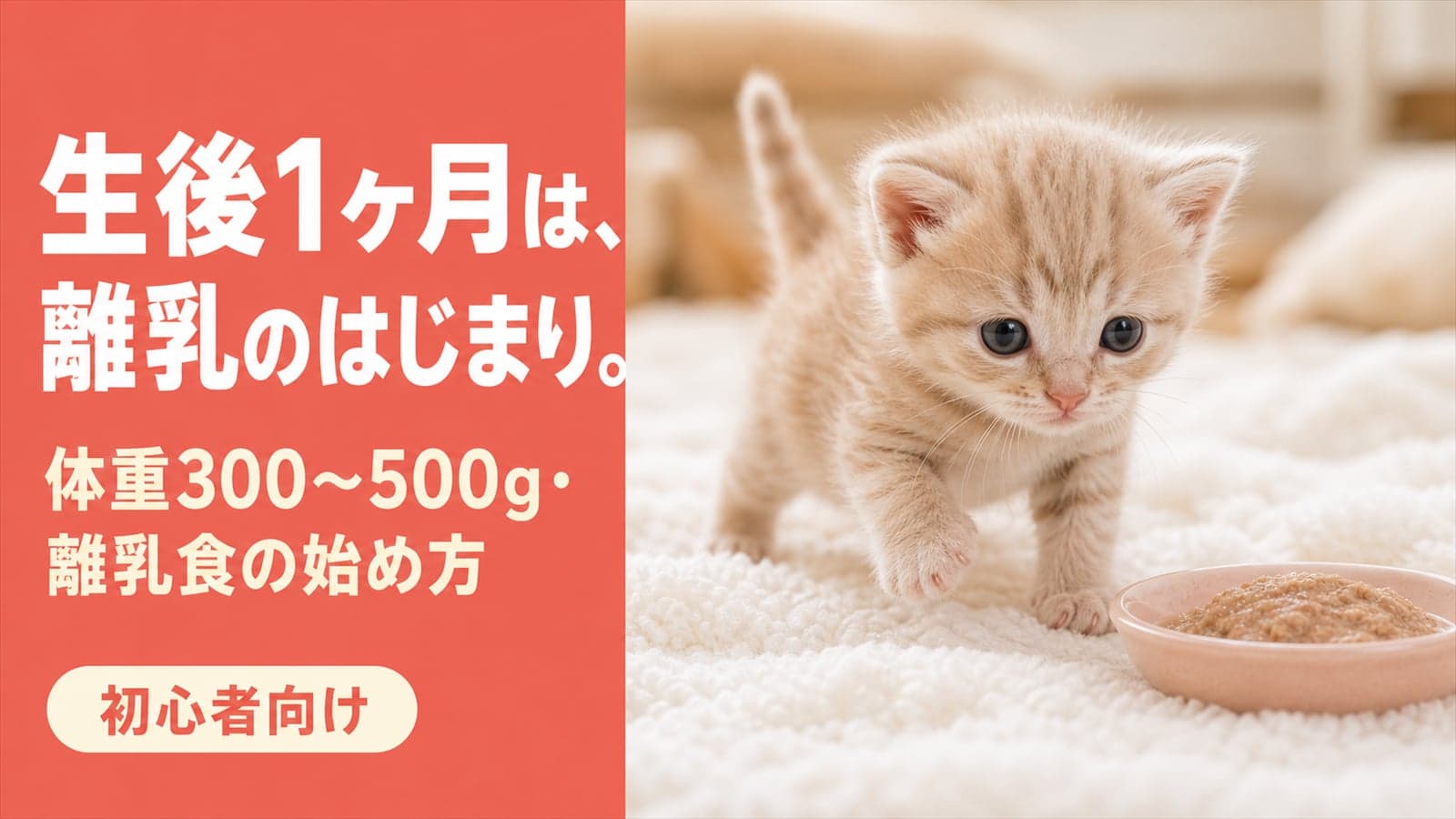 生後1ヶ月の子猫の育て方|体重・離乳食・お迎え時期【2026】