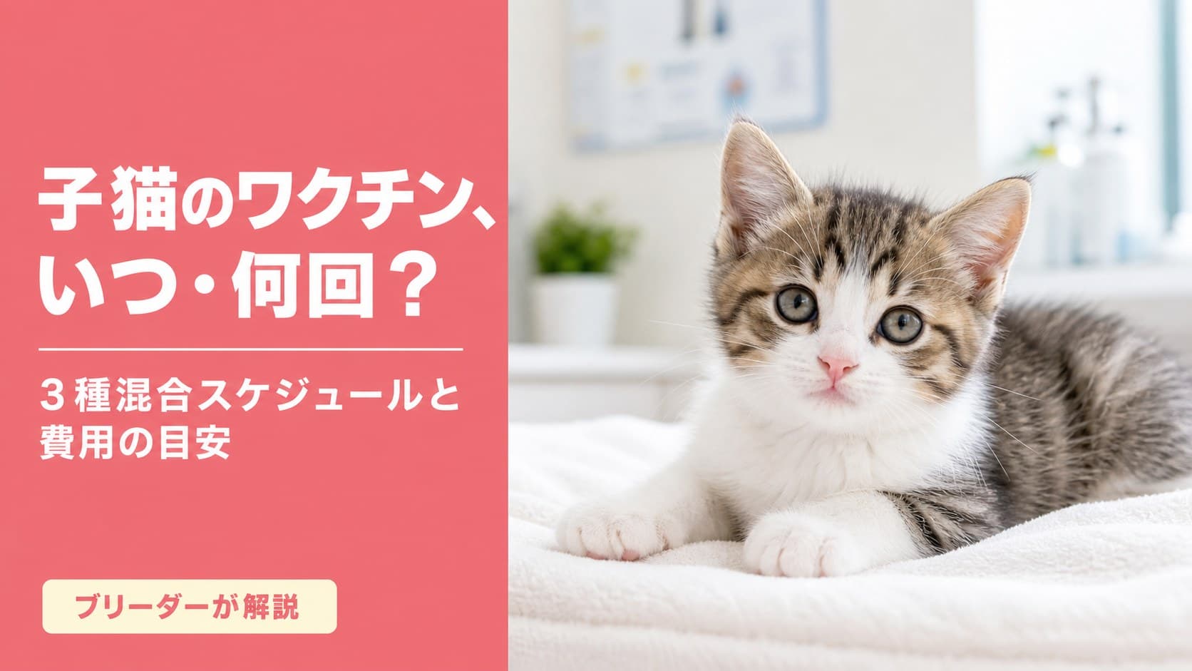 【2026年版】子猫のワクチンはいつ・何回?費用3,000〜6,000円をブリーダーが解説