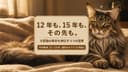 メインクーンの寿命|短命と言われる理由と長生きのケア【2026】