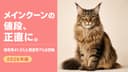 メインクーンの値段|血統・カラー別の価格差と選び方【2026】