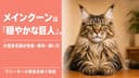 【2026年版】メインクーンの性格・特徴・飼い方をブリーダーが解説 - 似た魅力の代替品種も紹介