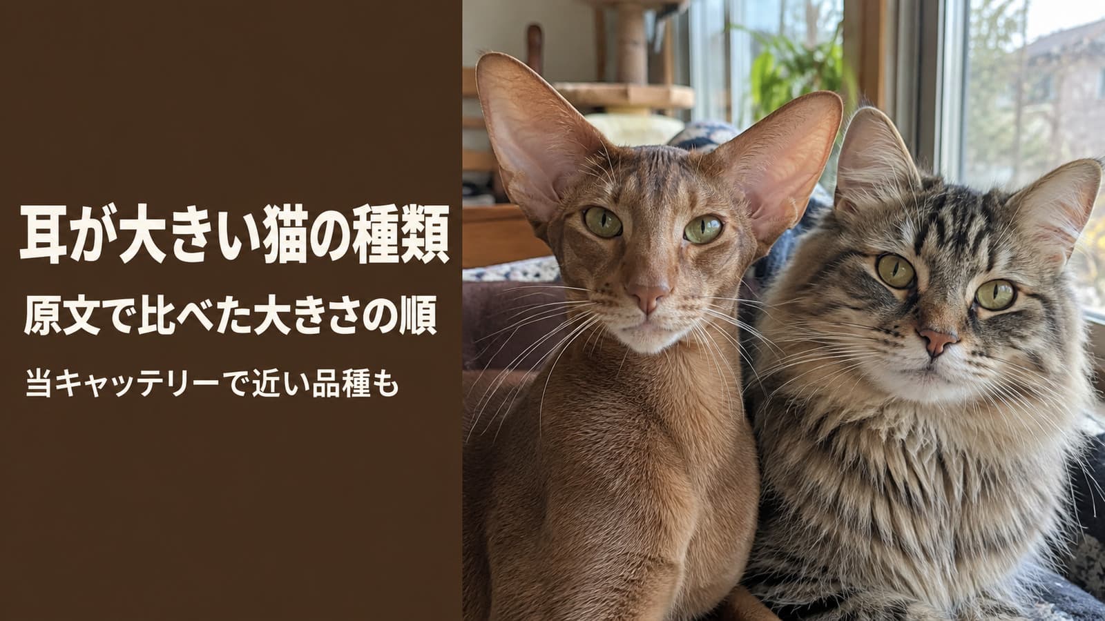耳が大きい猫の種類|品種団体の標準で比べた大きさ順【2026】