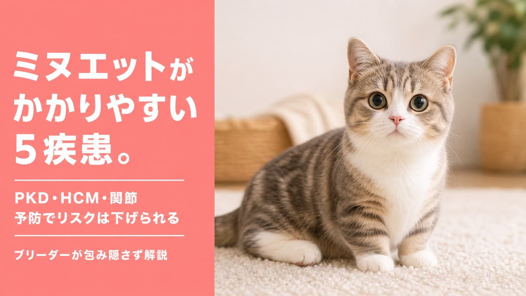 【2026年版】ミヌエットがかかりやすい病気5選|腎臓の遺伝病・心臓病・関節疾患をブリーダーが正直解説