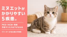 【2026年版】ミヌエットがかかりやすい病気5選|腎臓の遺伝病・心臓病・関節疾患をブリーダーが正直解説