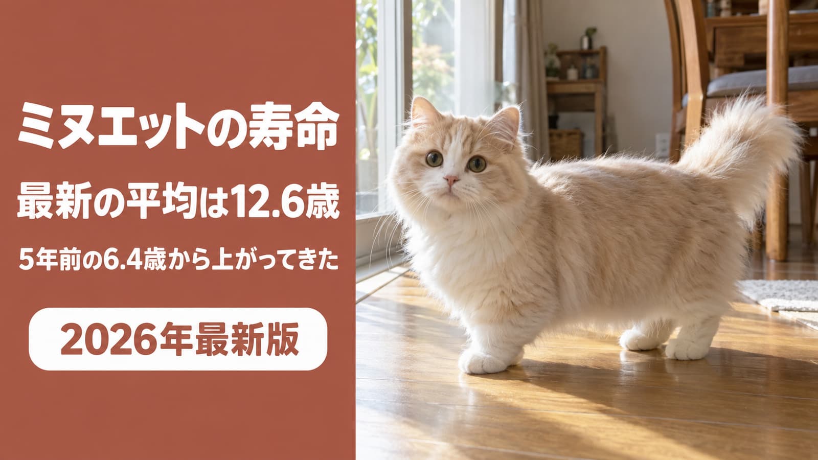 ミヌエットの寿命は短い?最新は12.6歳、5年前は6.4歳だった【2026】