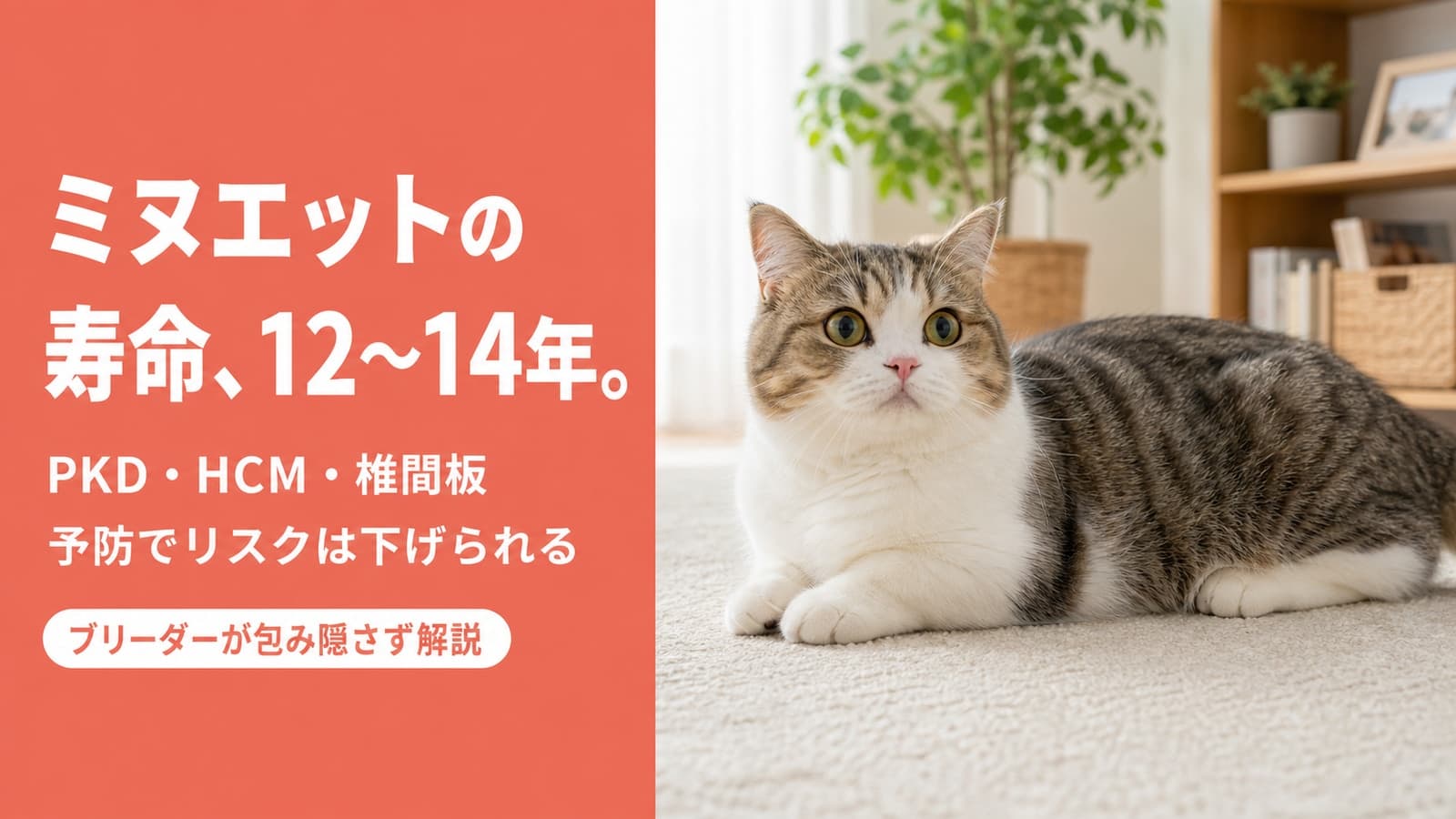 【2026年版】ミヌエットの寿命は何年?平均12〜14年の理由と長生きの秘訣をブリーダーが解説