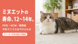 【2026年版】ミヌエットの寿命は何年?平均12〜14年の理由と長生きの秘訣をブリーダーが解説