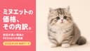 【2026年版】ミヌエットの値段は平均17万円|短足が高い本当の理由と腎臓の遺伝病リスクをブリーダーが解説