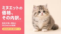 【2026年版】ミヌエットの値段は平均17万円|短足が高い本当の理由と腎臓の遺伝病リスクをブリーダーが解説