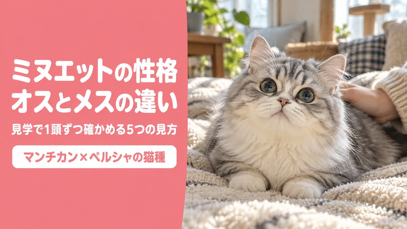 ミヌエットの性格|オスとメスの違いと、見学で確かめる方法
