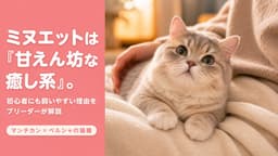 【2026年版】ミヌエットの性格を徹底解説 - 甘えん坊で飼いやすい理由をブリーダーが語る