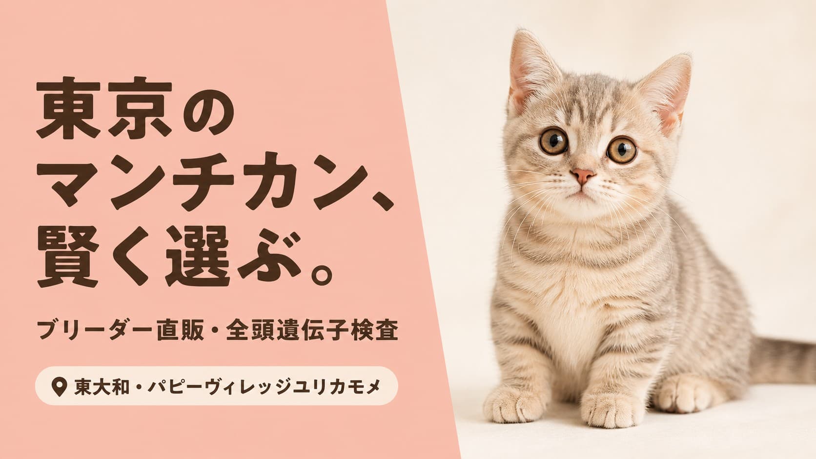 【2026年版】東京でマンチカンをブリーダーから迎えるには?選び方と遺伝子検査の重要性を解説