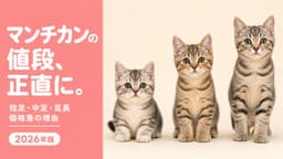 【2026年版】マンチカンの値段は成約平均18万円|短足が高い本当の理由と「飼ってはいけない」への回答