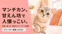 【2026年版】マンチカンの性格は?寿命・値段・短足の特徴をブリーダーが解説